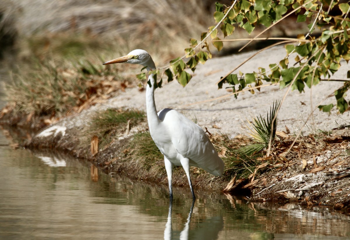 Great Egret - ML647070652