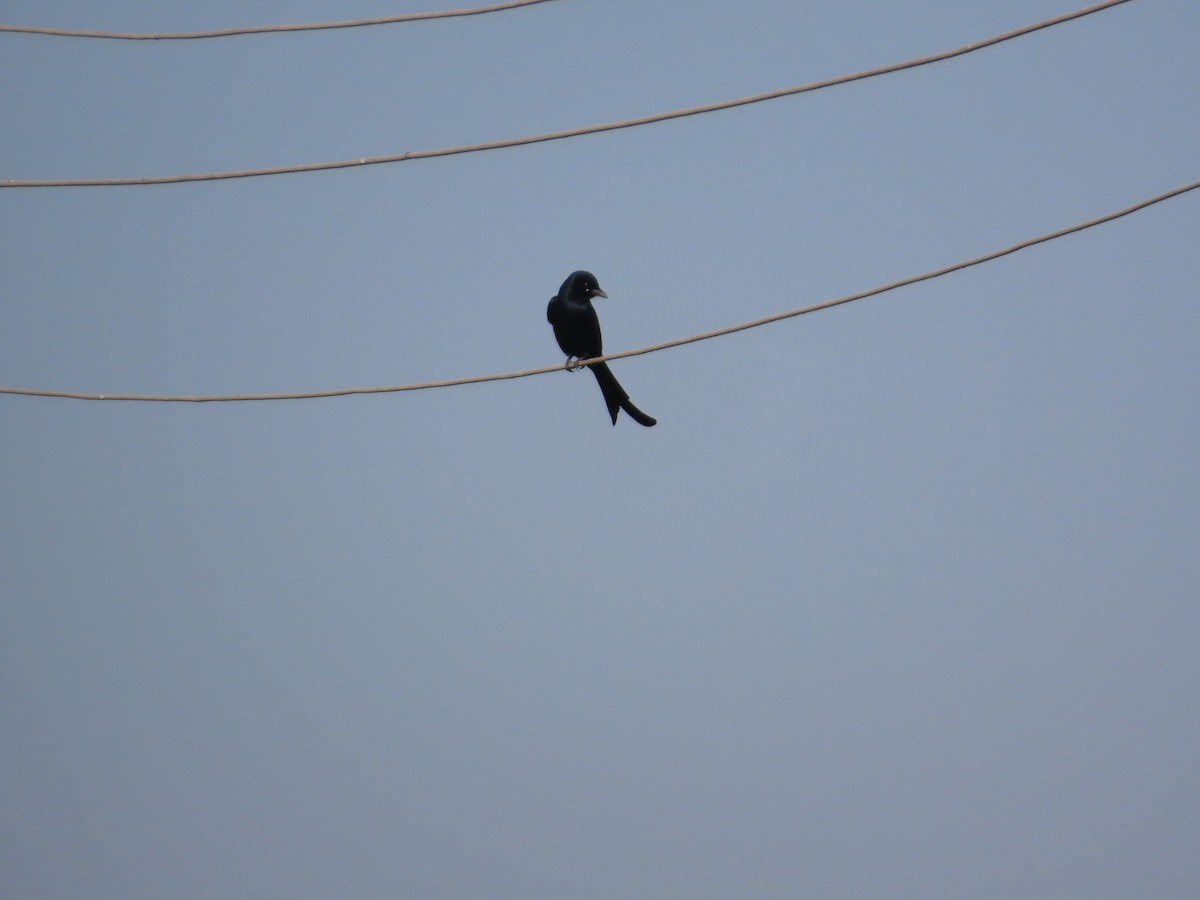 Black Drongo - ML647070653
