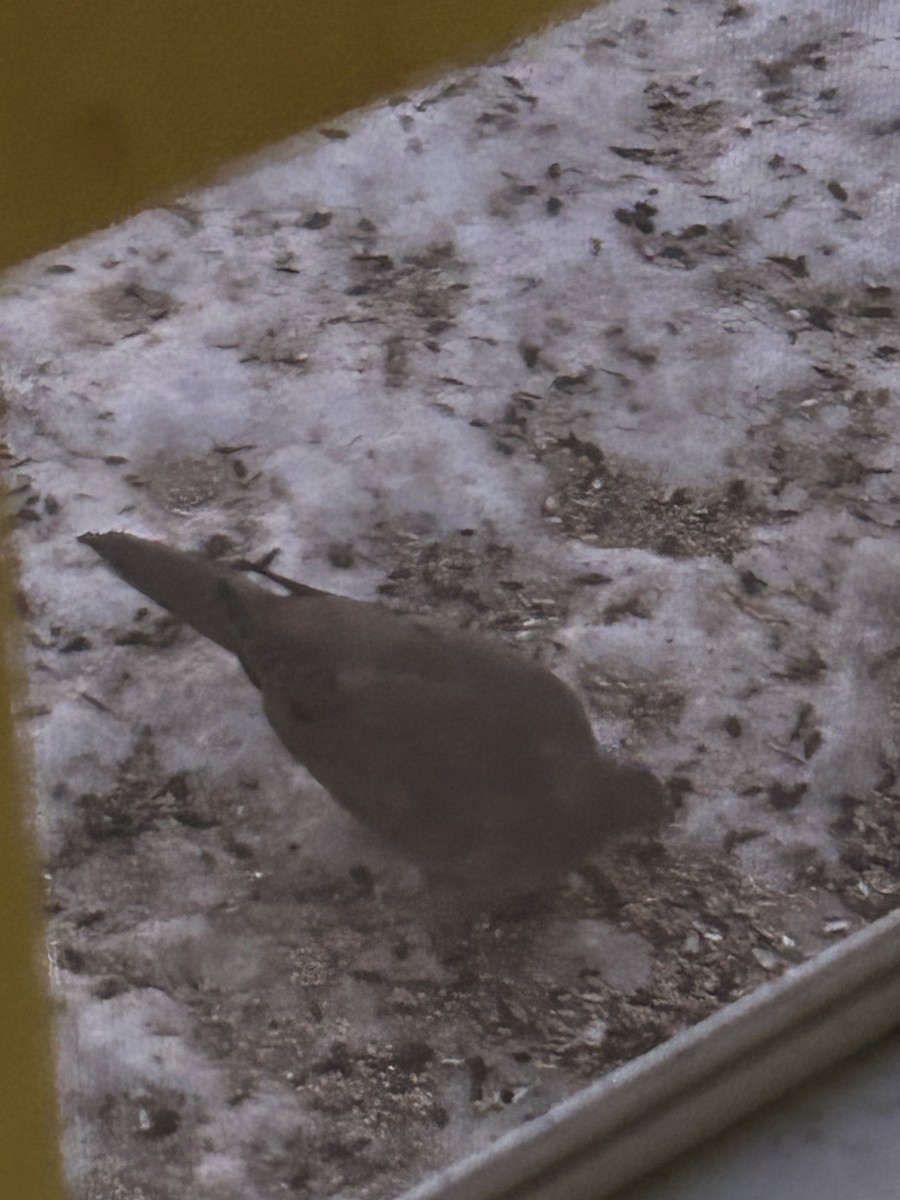 Mourning Dove - ML647070660