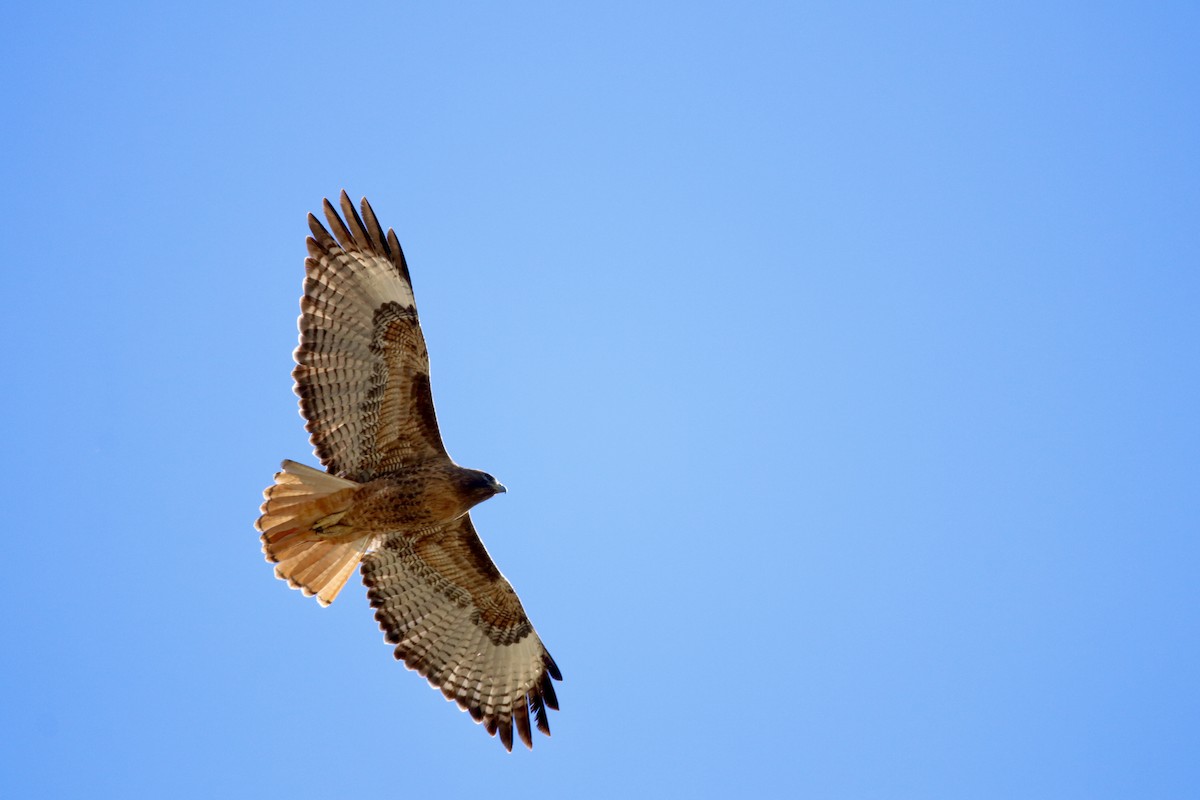 Busardo Colirrojo - ML647070662