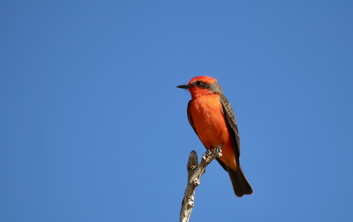 Vermilion Flycatcher - ML647070666