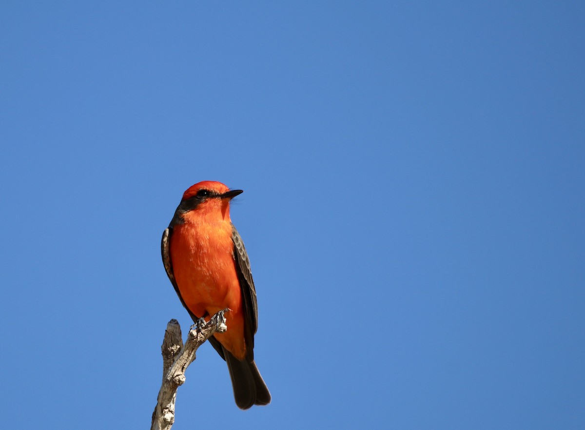 Vermilion Flycatcher - ML647070667