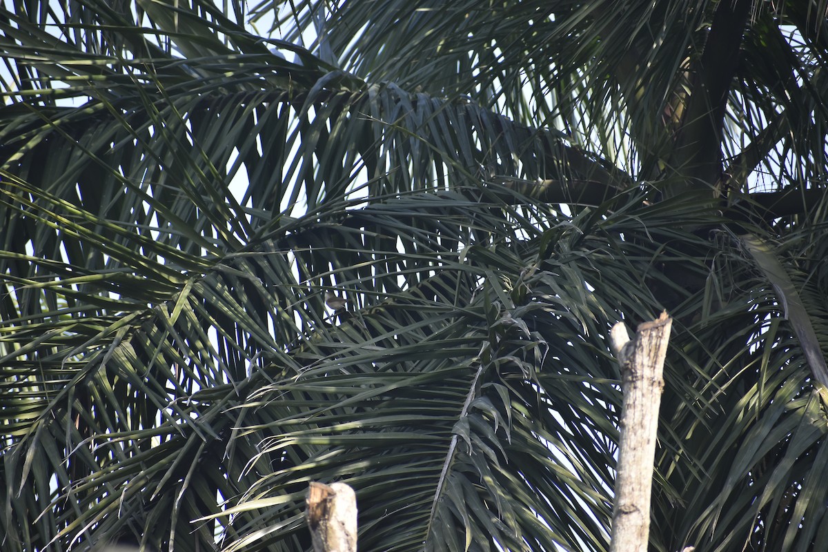 Садовая камышевка - ML647070669