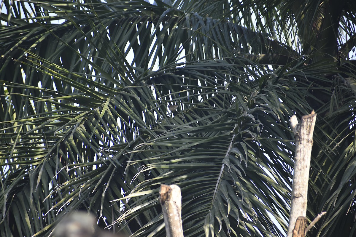 Садовая камышевка - ML647070670