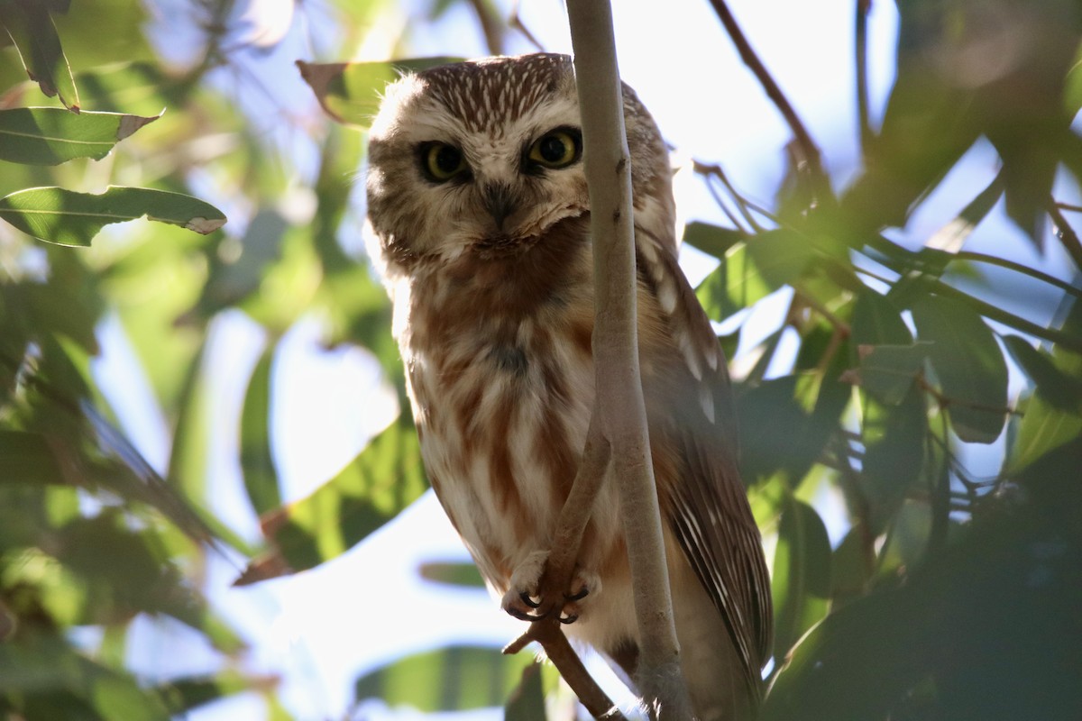 Northern Saw-whet Owl - ML647070672
