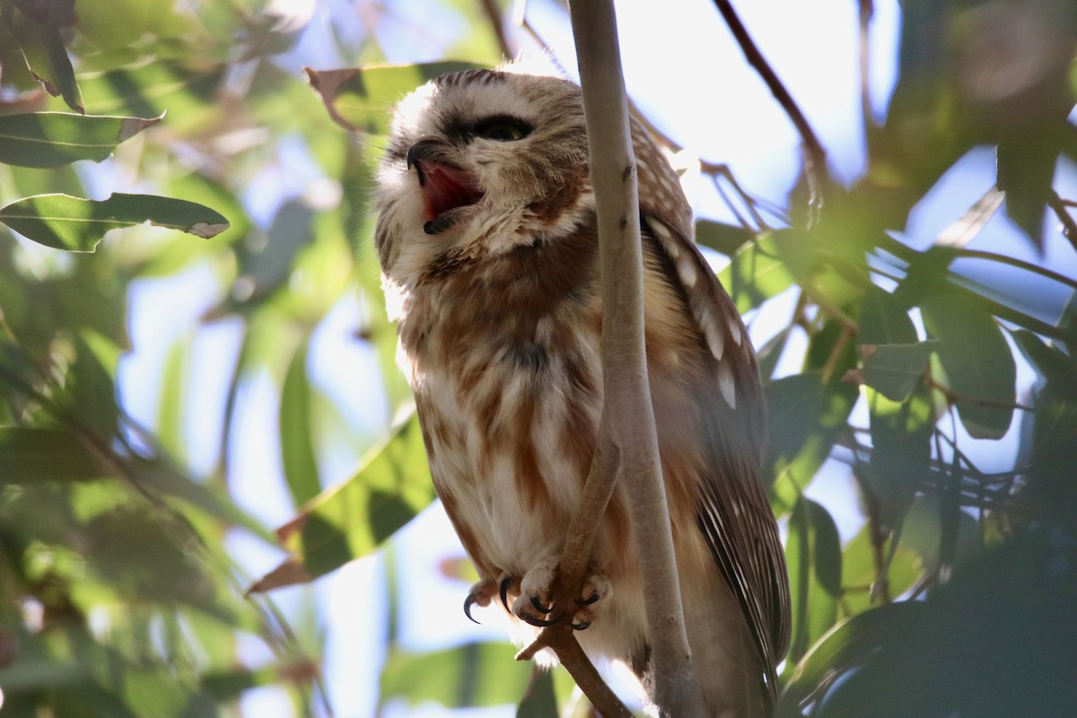 Northern Saw-whet Owl - ML647070673