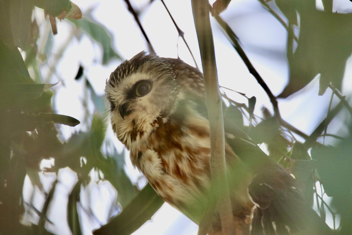 Northern Saw-whet Owl - ML647070674