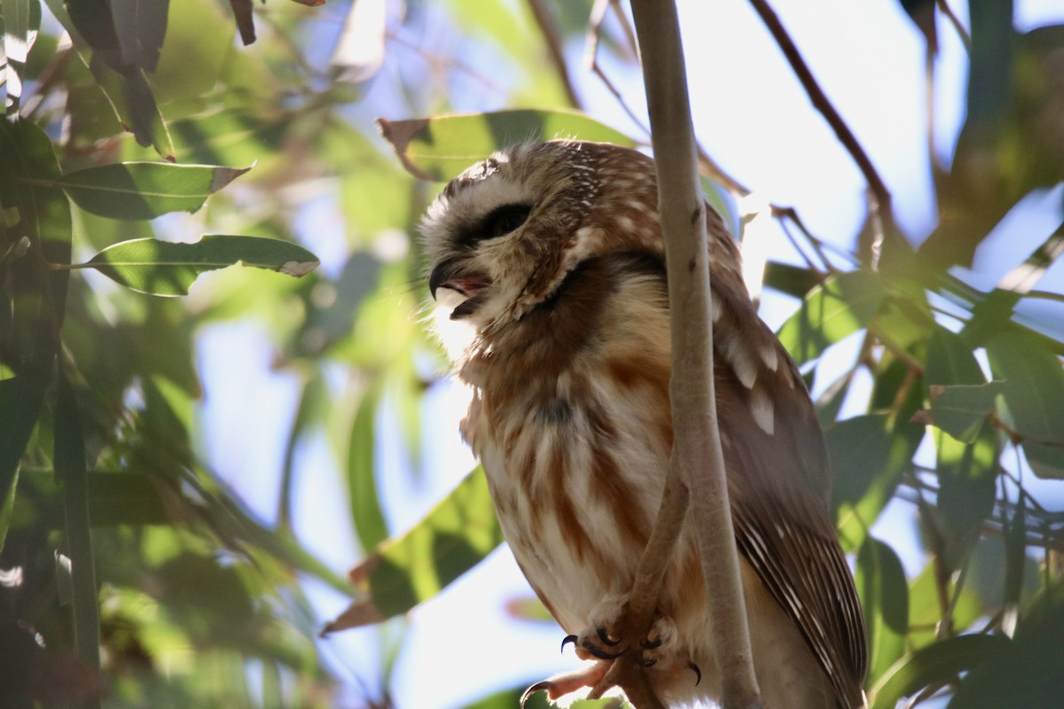 Northern Saw-whet Owl - ML647070675