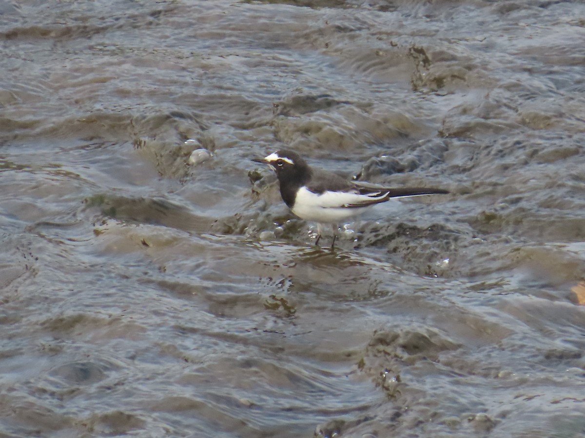 Japanese Wagtail - ML647070683