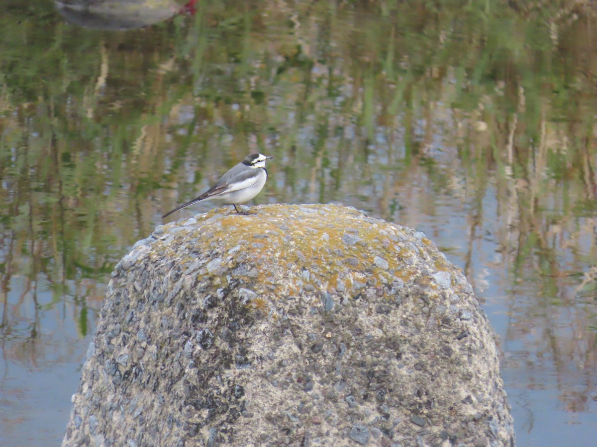 konipas bílý - ML647070684