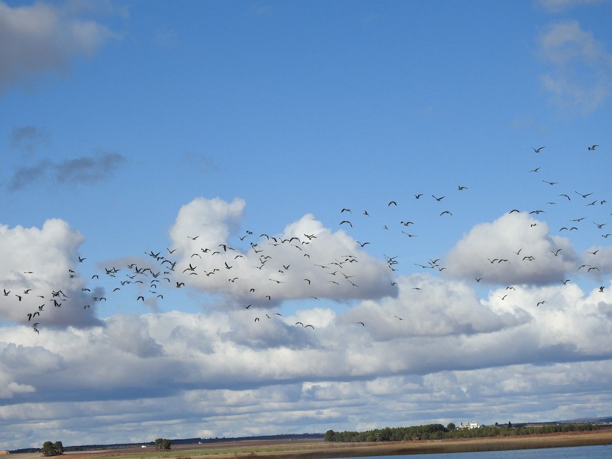 Gaviota Sombría - ML647070689