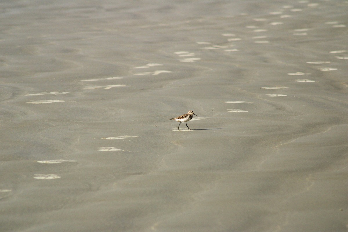 jespák tundrový - ML647070690