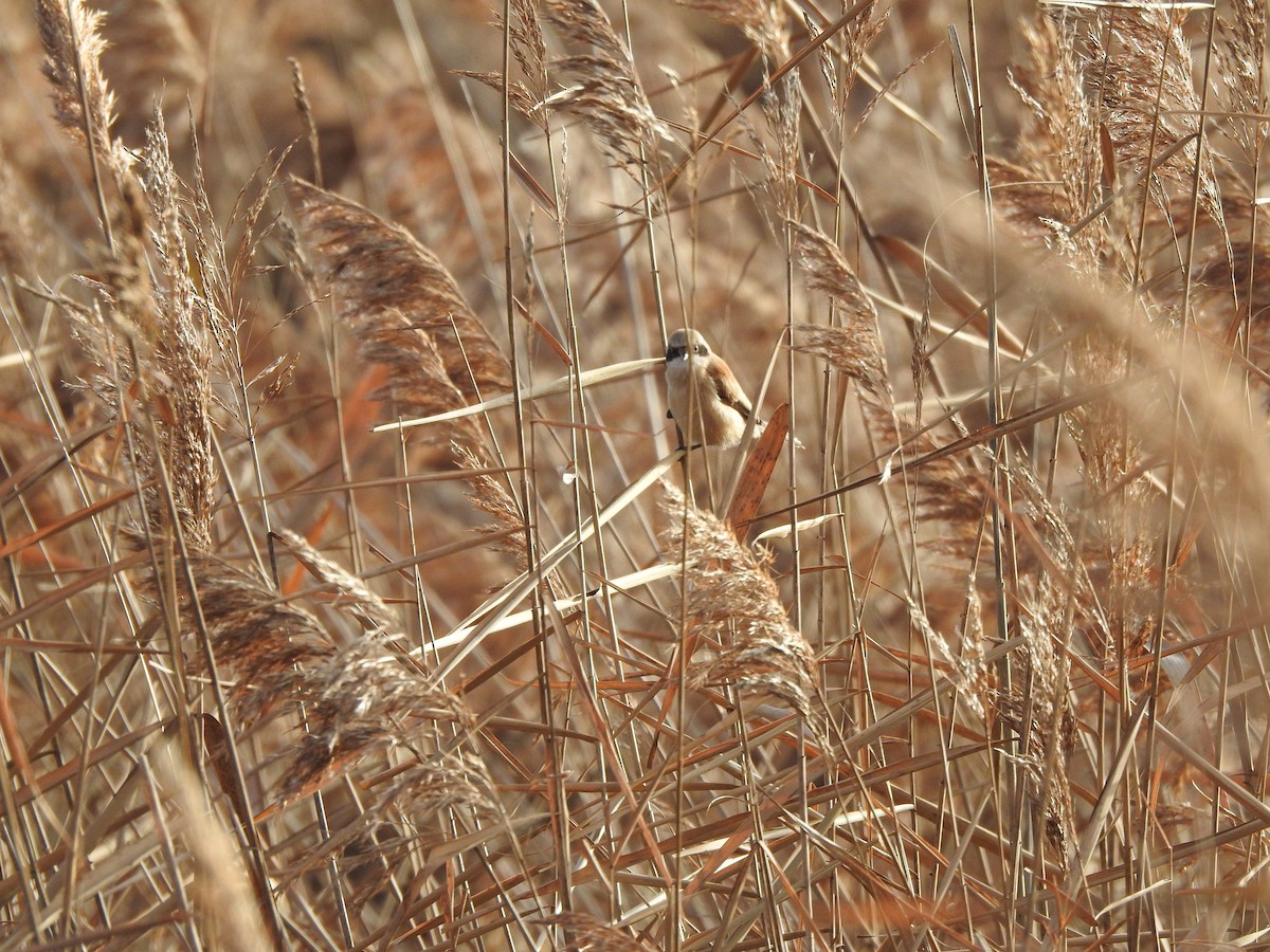 Eurasian Penduline-Tit - ML647070694