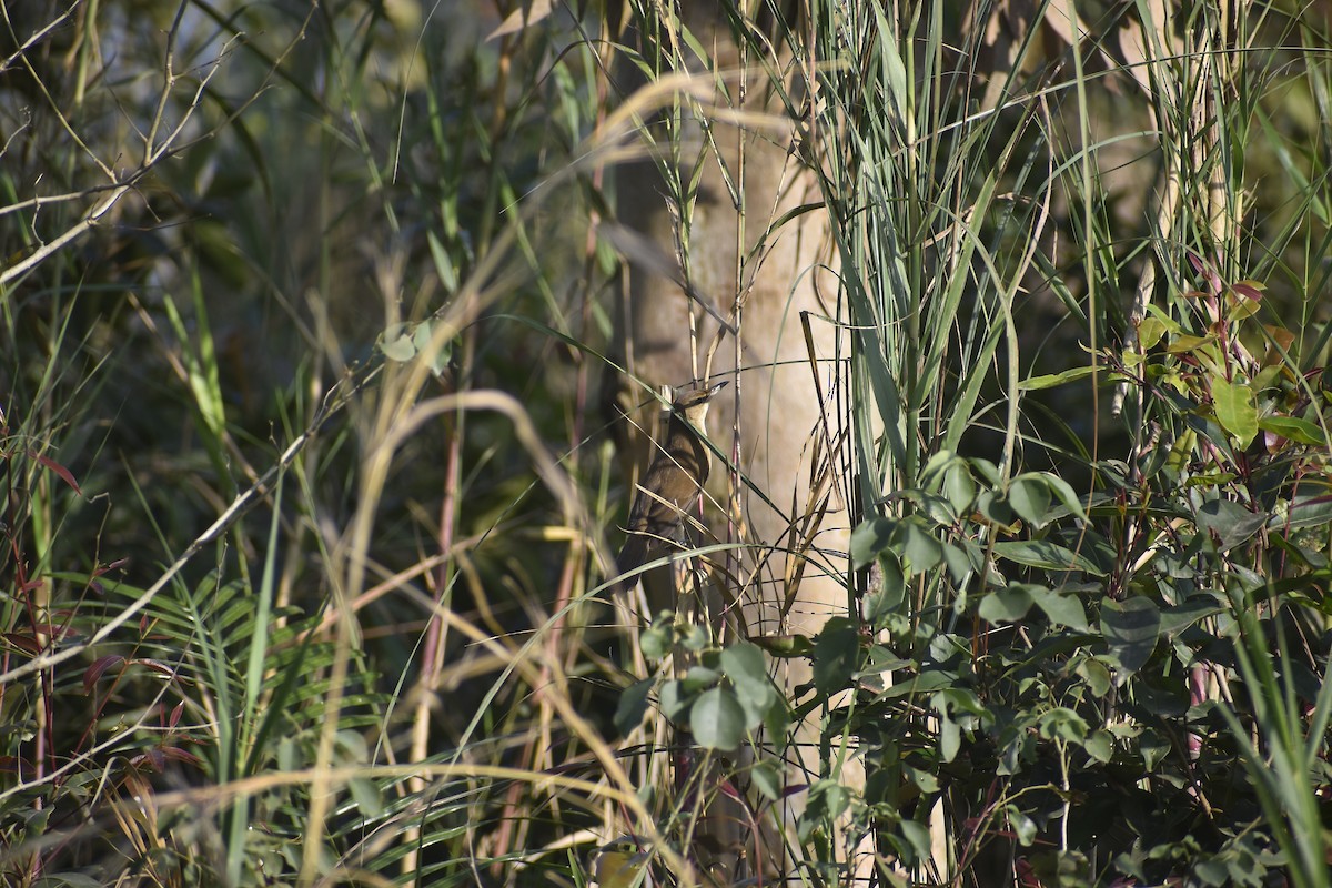 קנית אפריקנית - ML647070695