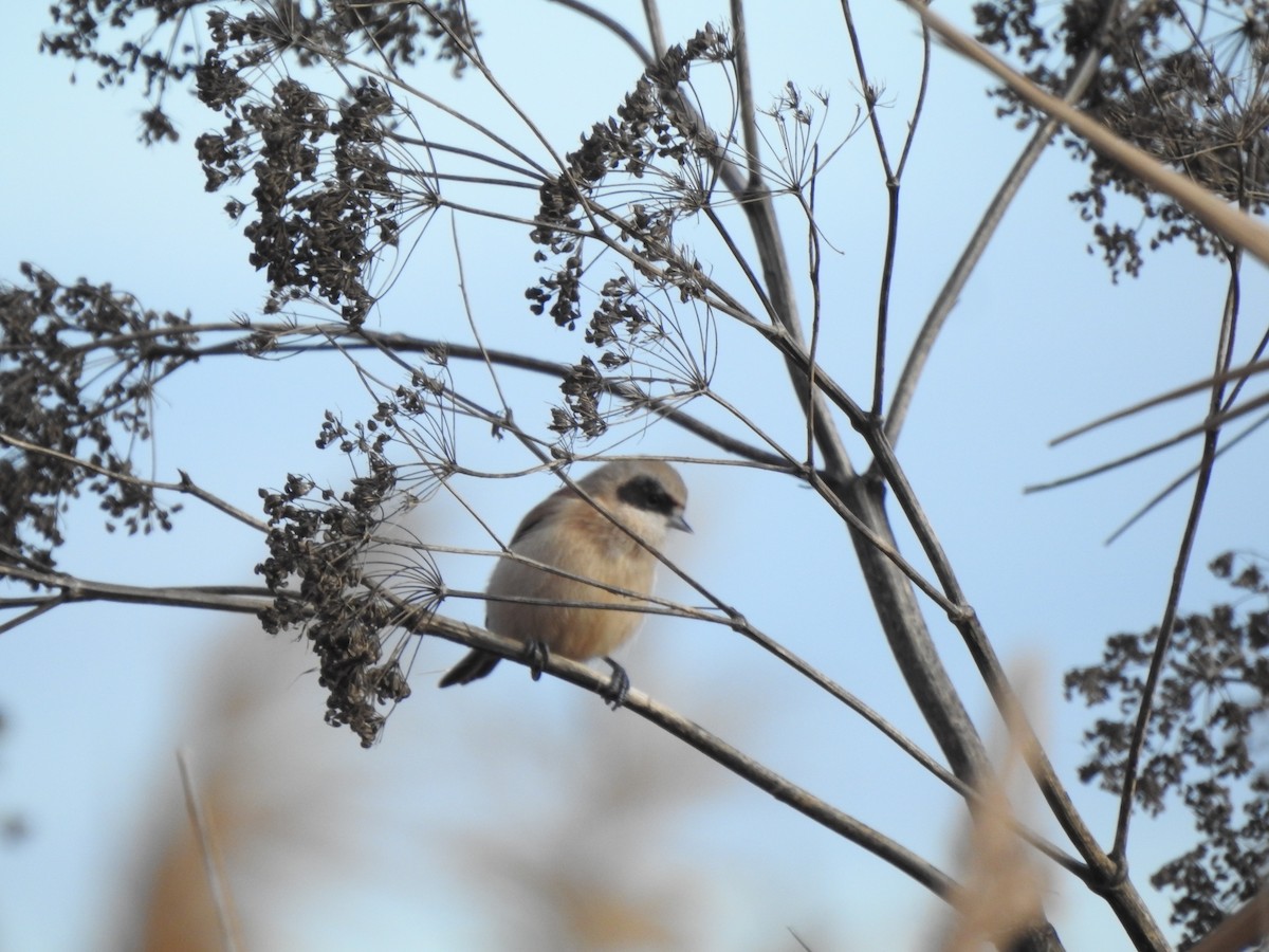 Eurasian Penduline-Tit - ML647070696