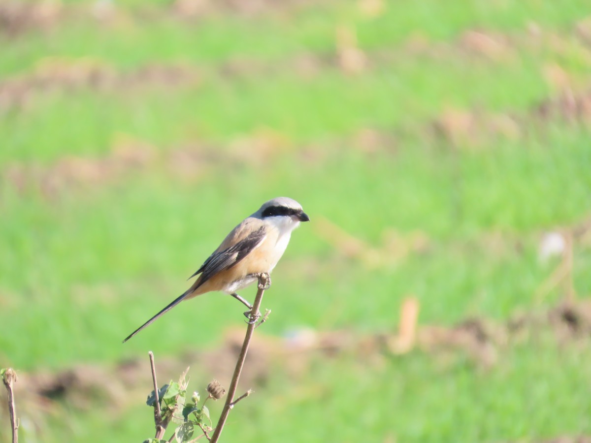 Antzandobi isats-luzea - ML647070702