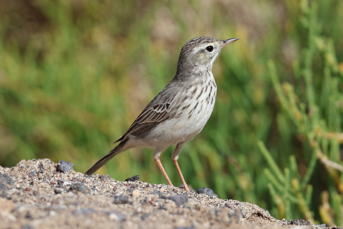 Berthelot's Pipit - ML647070704