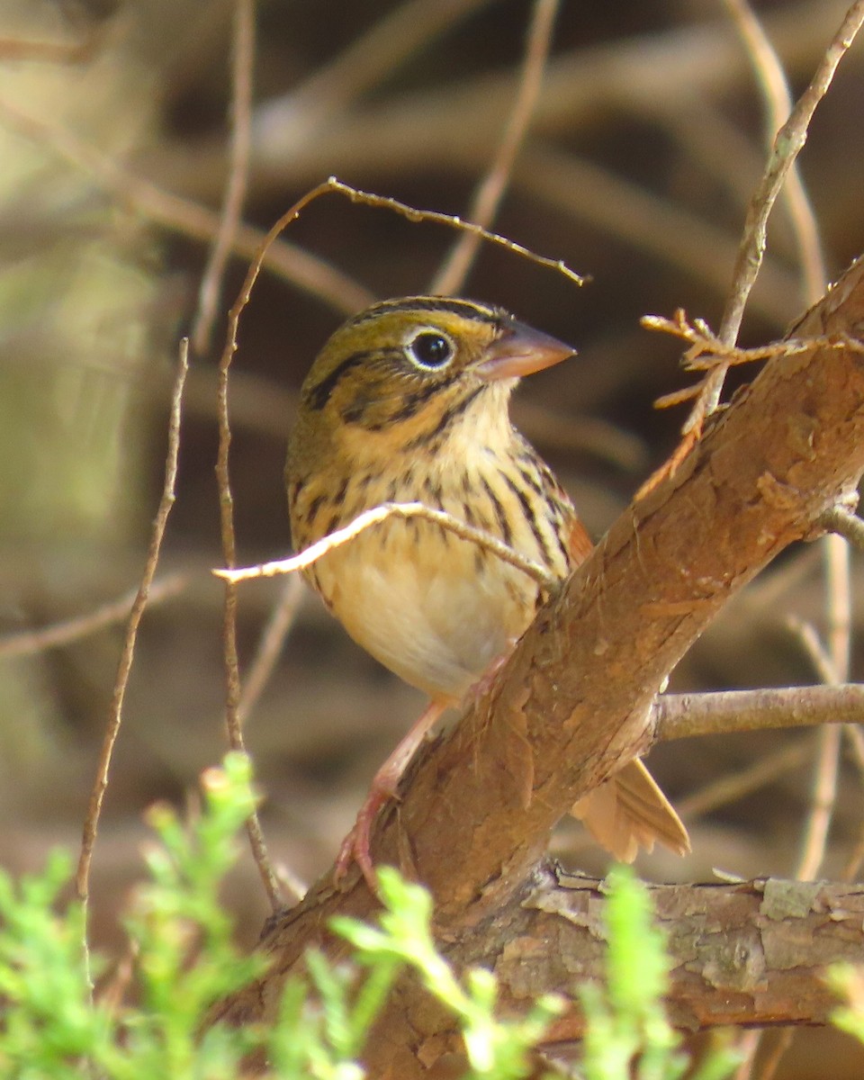 Henslow's Sparrow - ML647070705