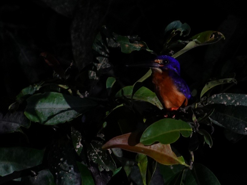 Blue-eared Kingfisher - ML647070707