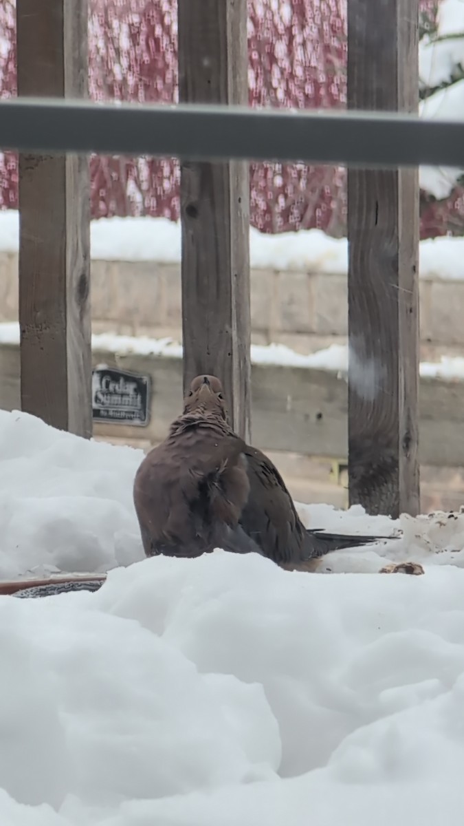 Mourning Dove - ML647070725