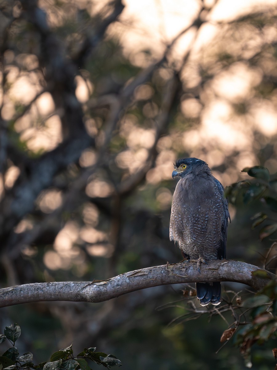 Culebrera Chiíla - ML647070728