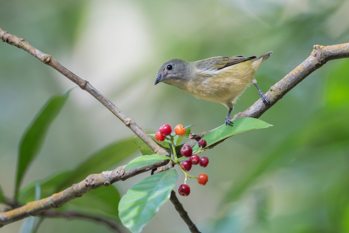 Fire-breasted Flowerpecker - ML647070729