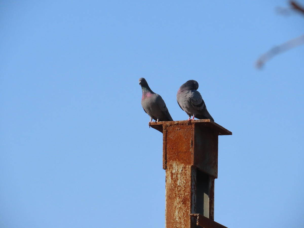 Kaya Güvercini (evcil tip) - ML647070733