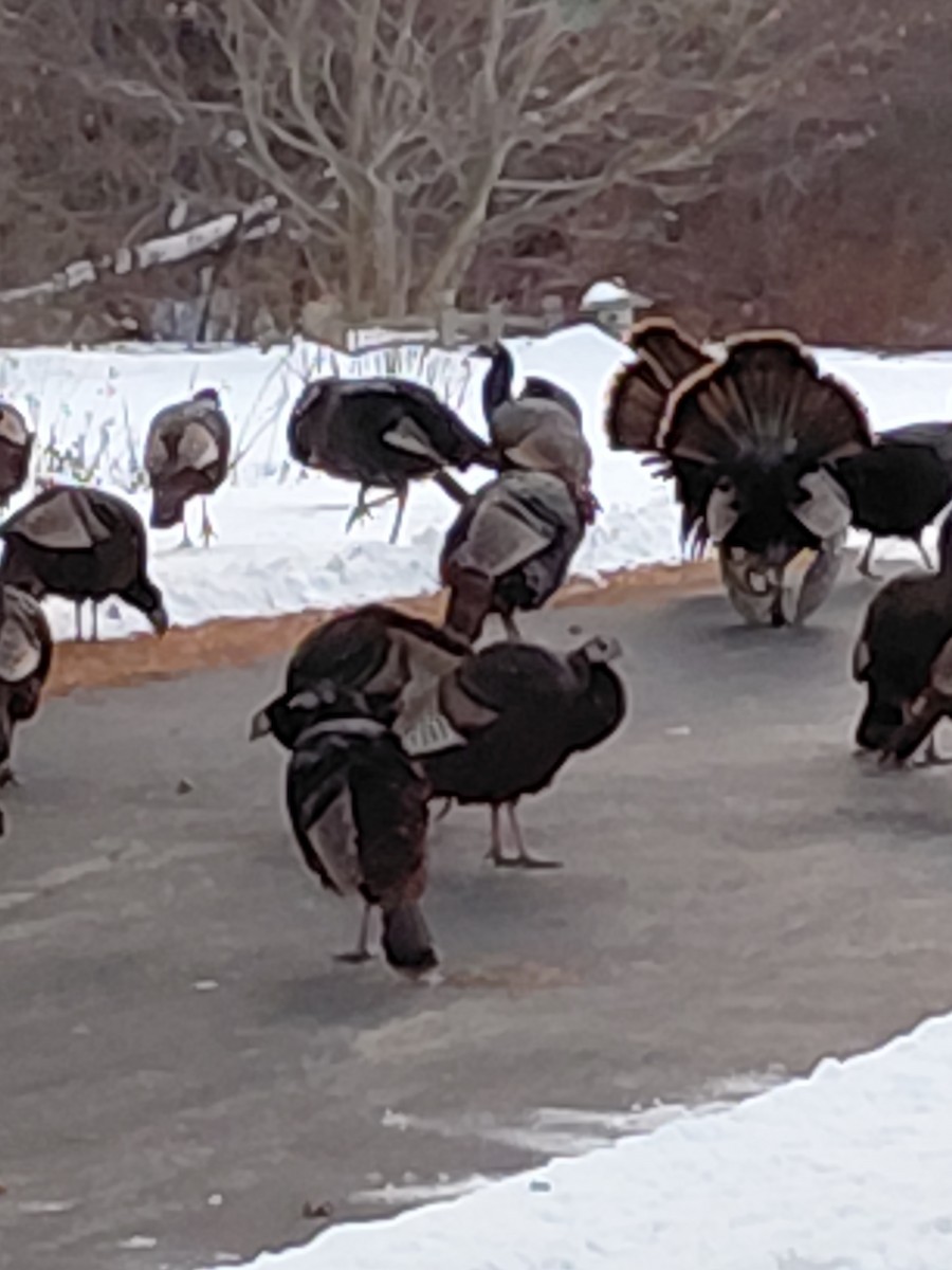 Tacchino selvatico - ML647070739