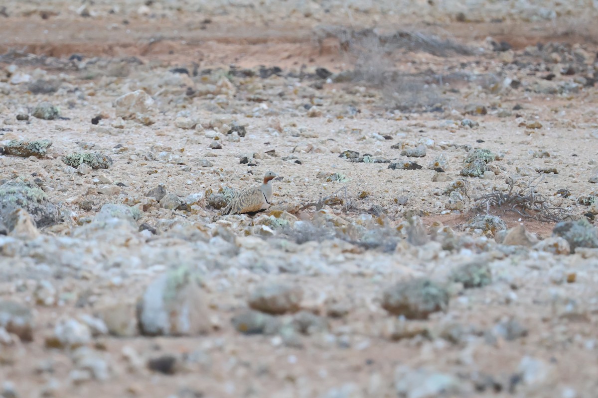 Black-bellied Sandgrouse - ML647070740