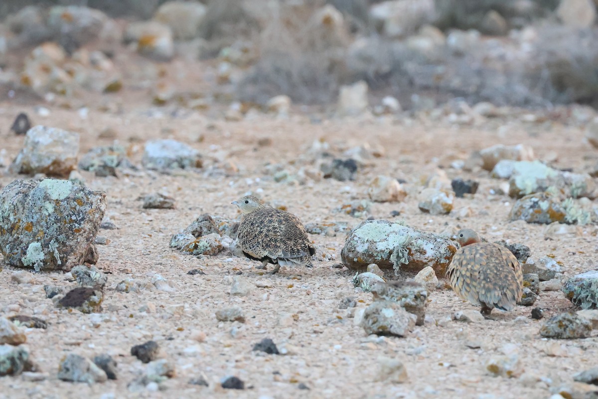 Black-bellied Sandgrouse - ML647070741