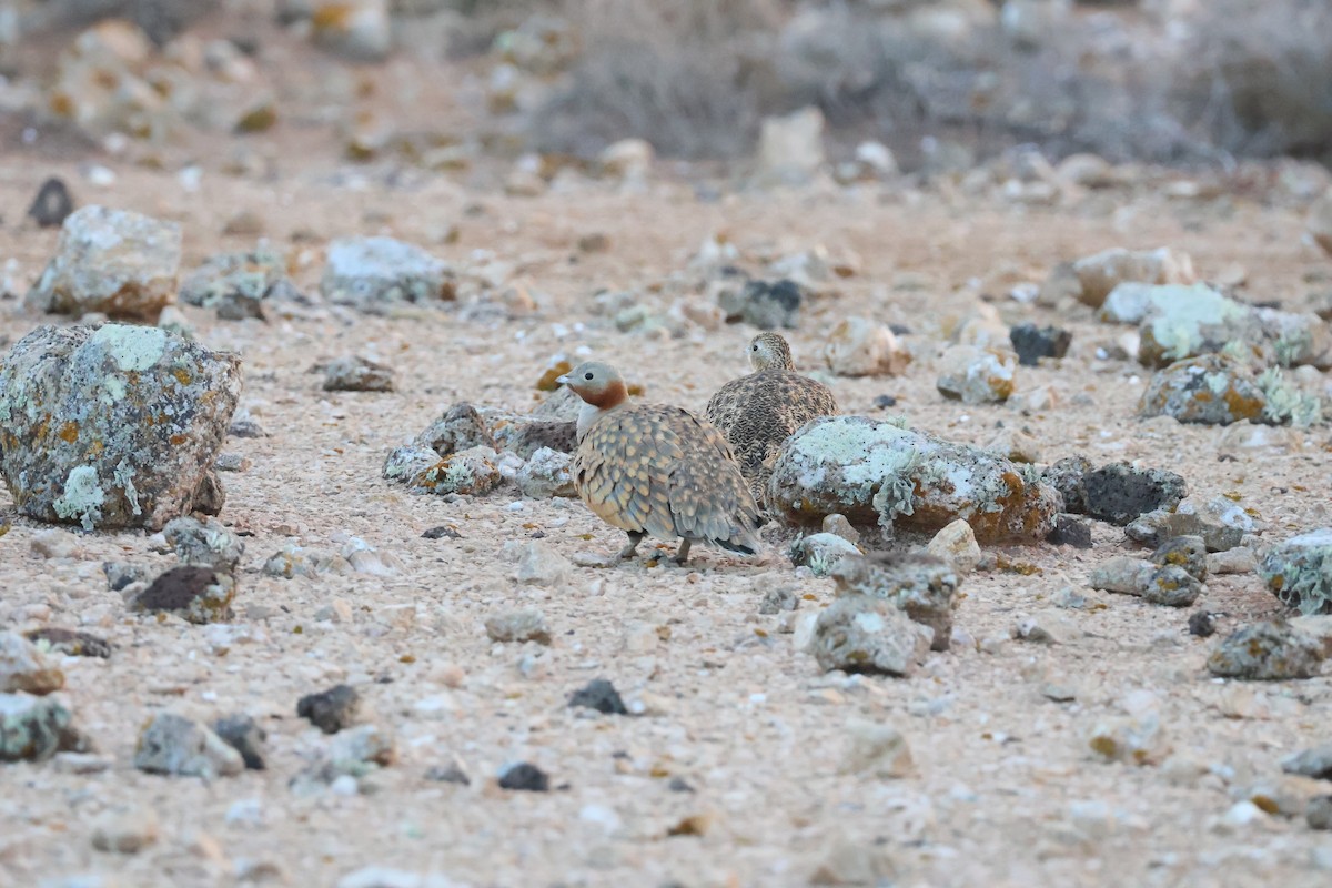 Black-bellied Sandgrouse - ML647070742