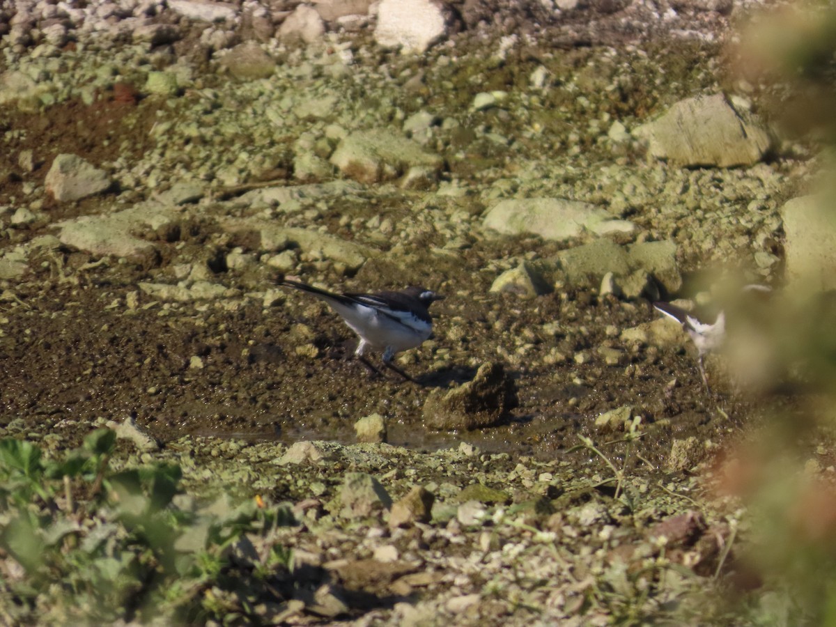 Lavandera India - ML647070744