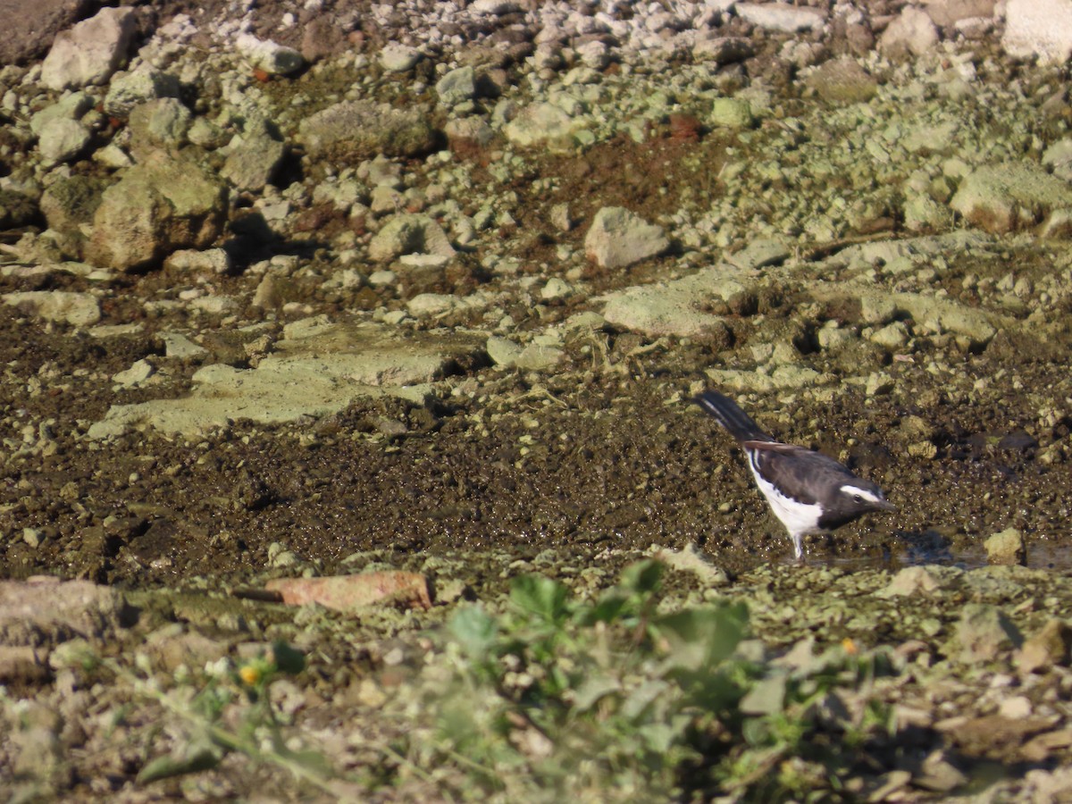 Lavandera India - ML647070745