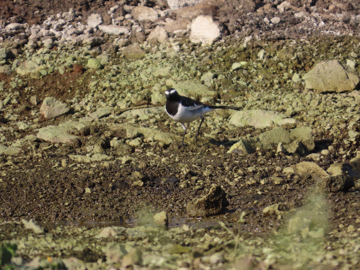 Lavandera India - ML647070746