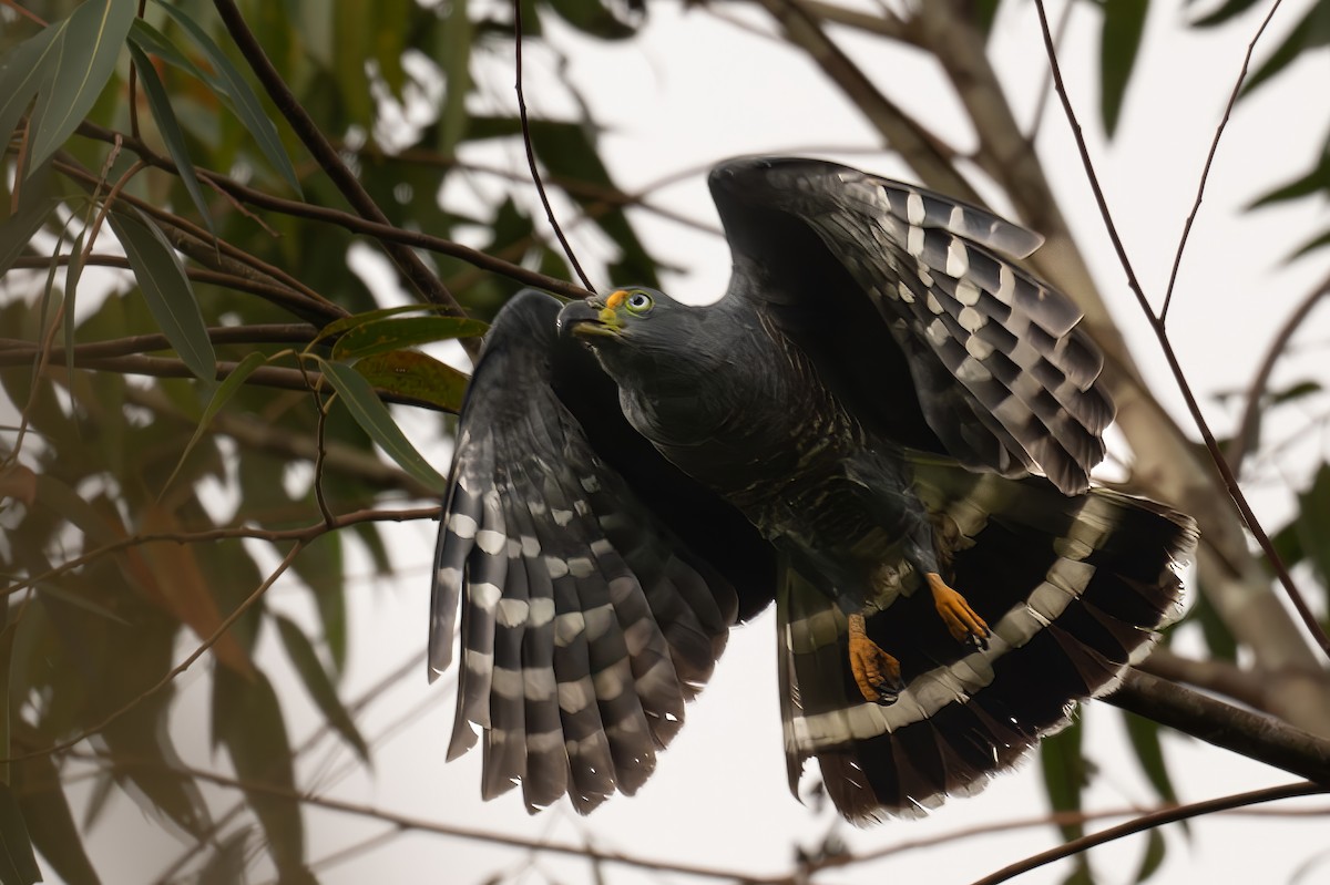 Hook-billed Kite - ML647070751