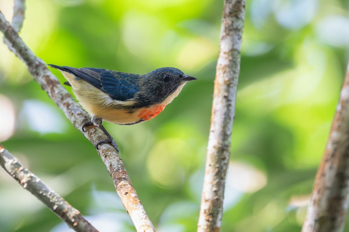 Fire-breasted Flowerpecker - ML647070752