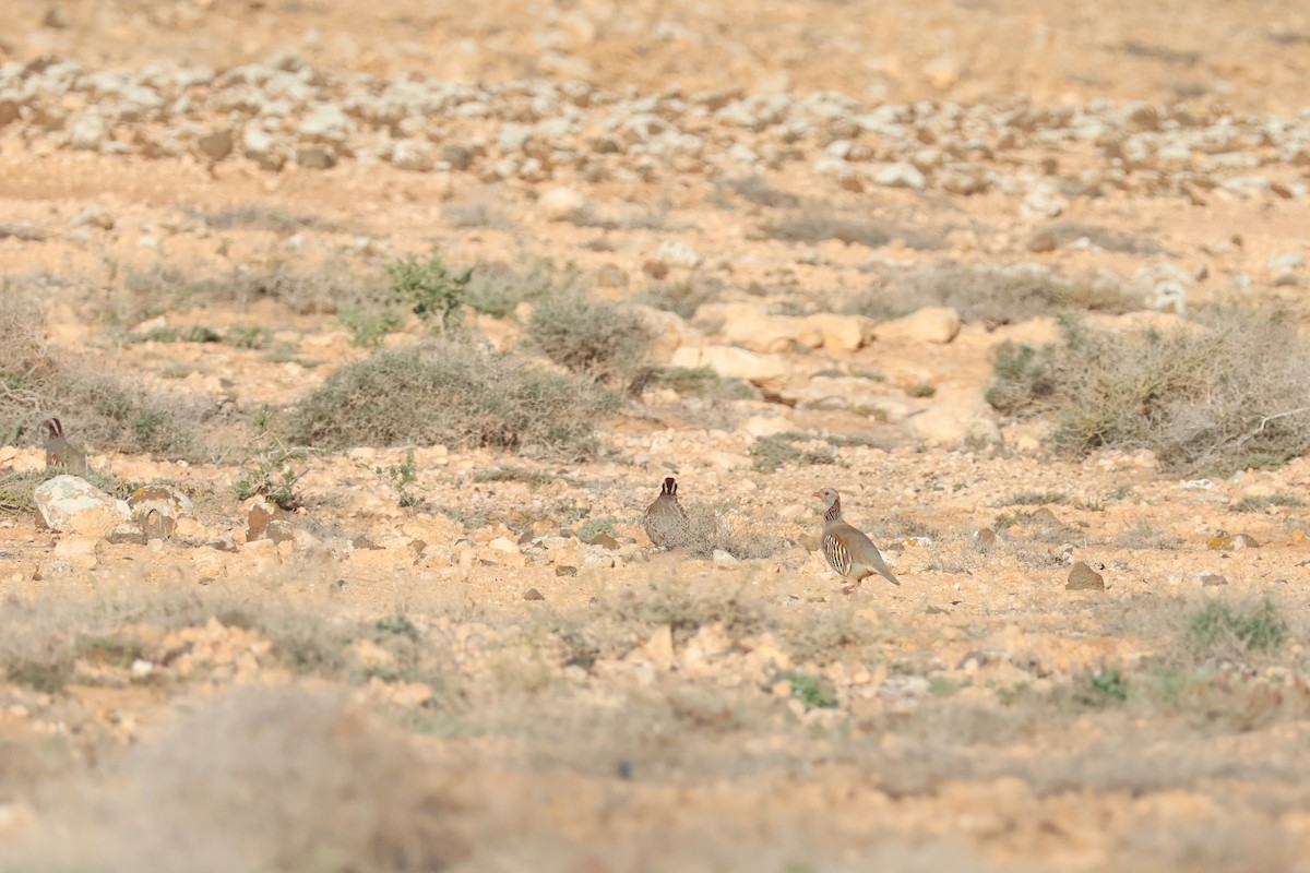 Barbary Partridge - ML647070753