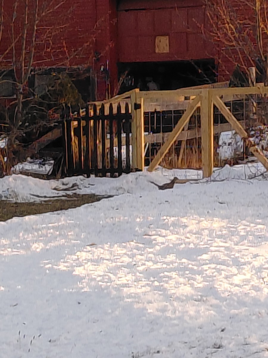 Fagiano comune - ML647070761