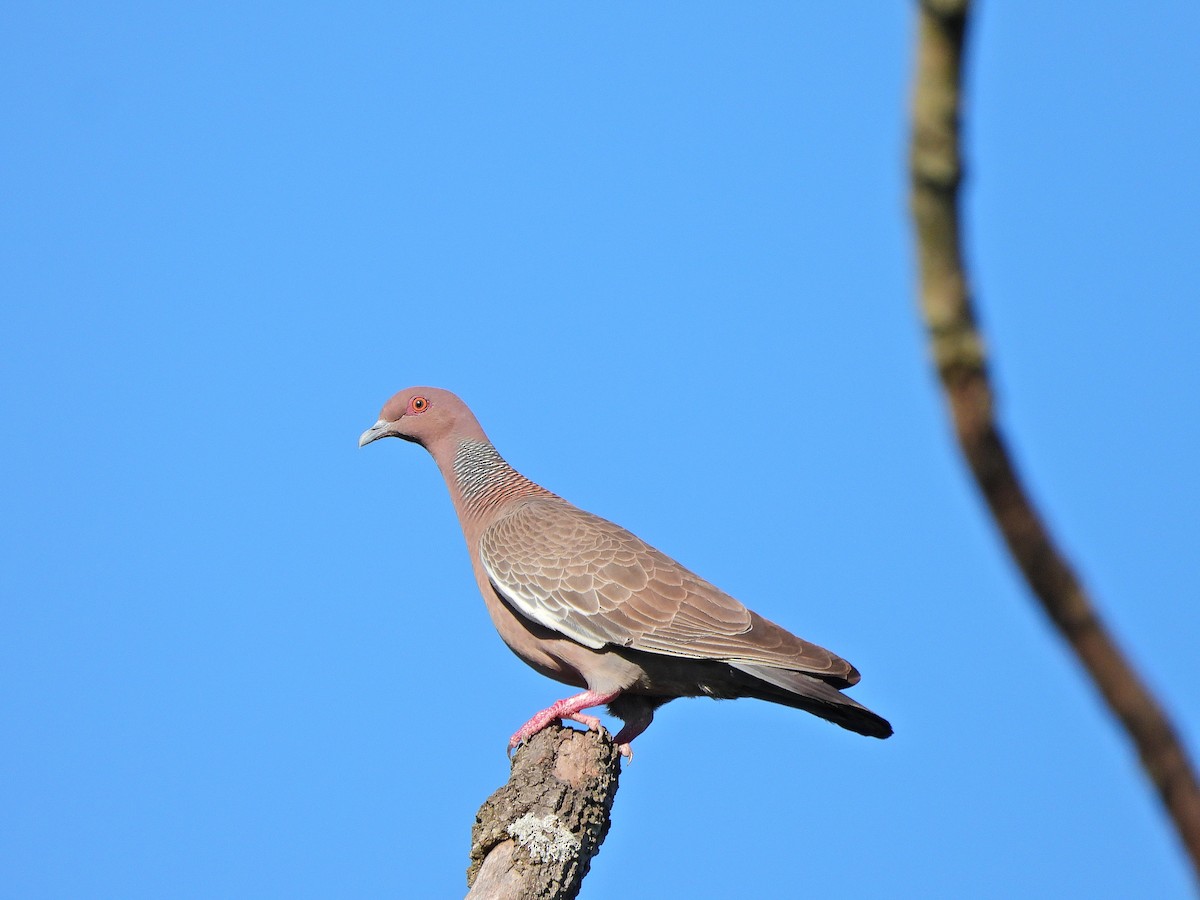 Paloma Picazuró - ML647070763