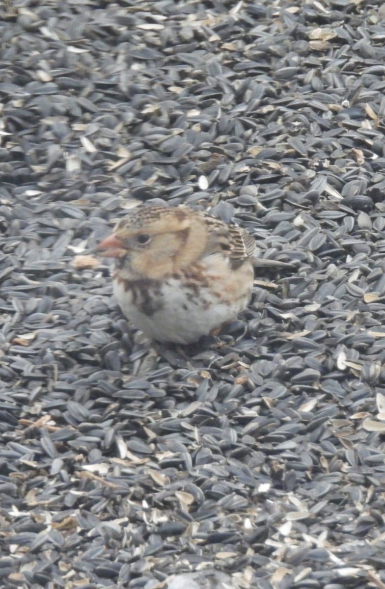Harris's Sparrow - ML647070764