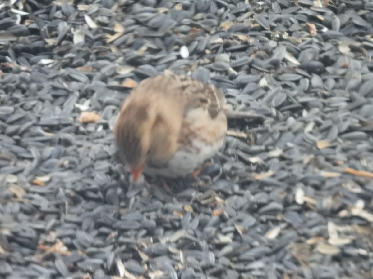 Harris's Sparrow - ML647070765