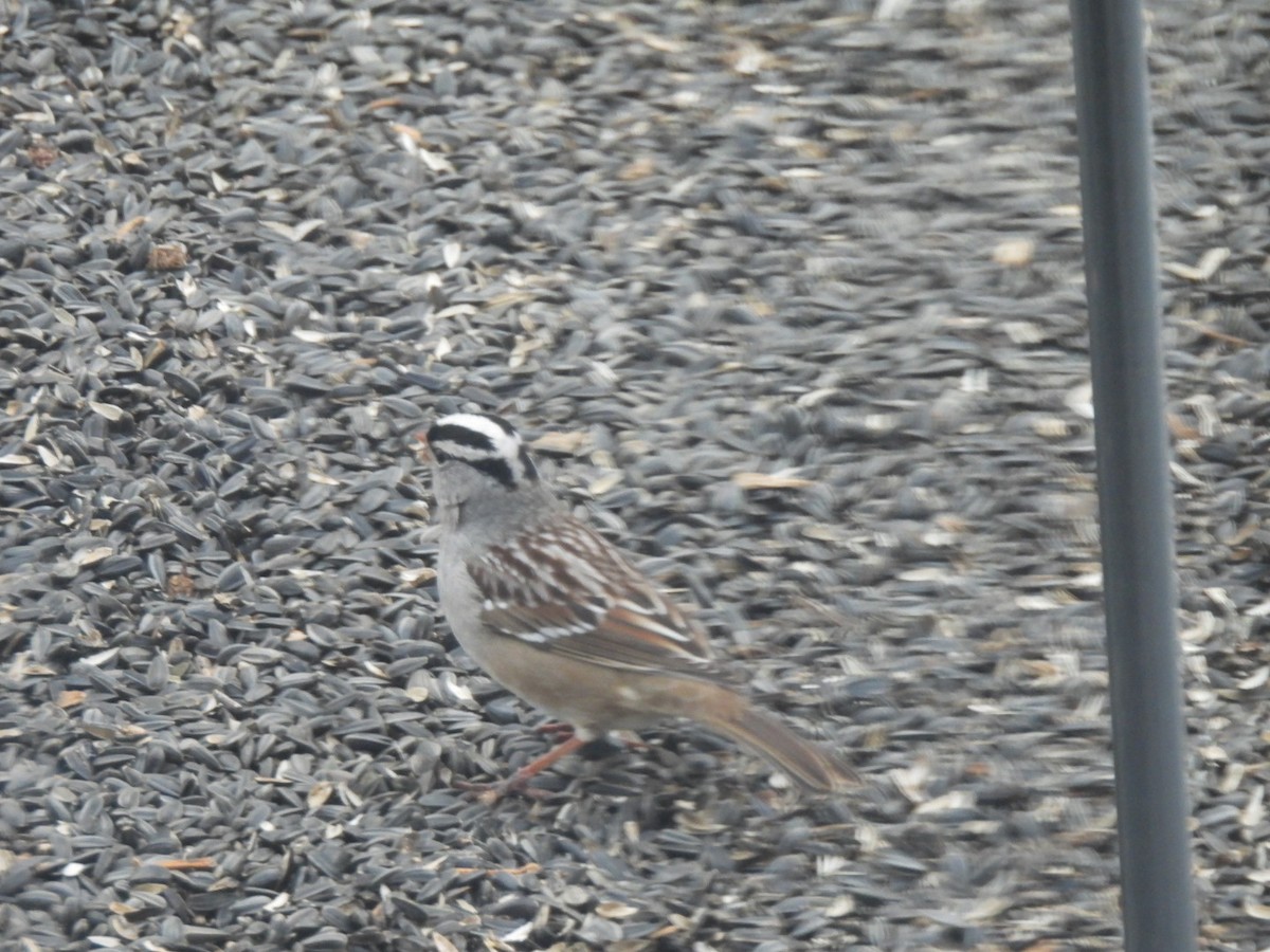 strnadec bělopásý - ML647070772