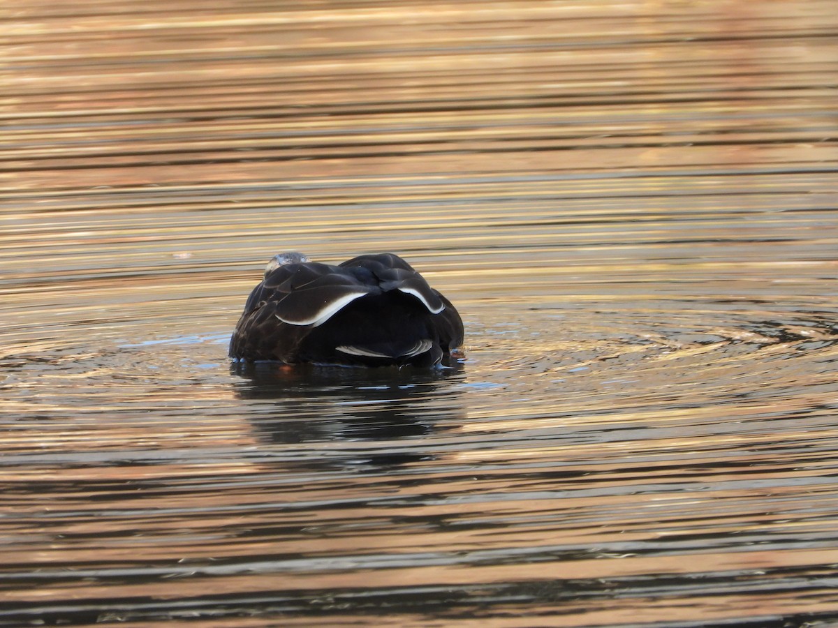 カルガモ - ML647070778