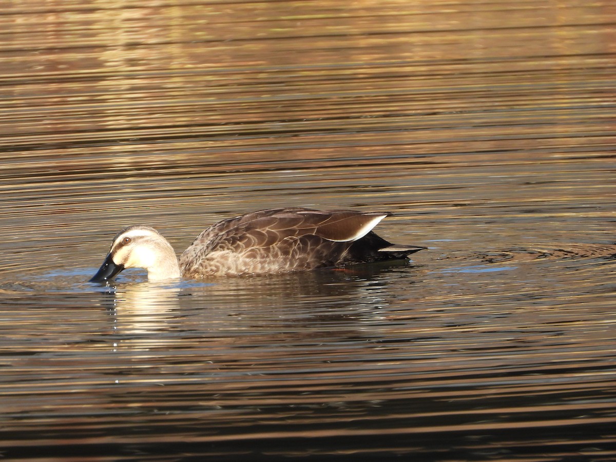 カルガモ - ML647070780
