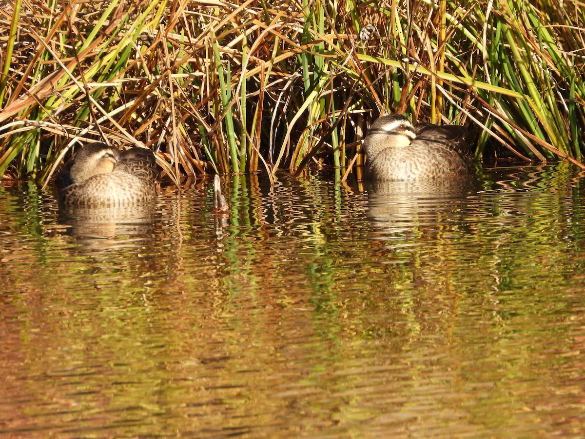 カルガモ - ML647070781