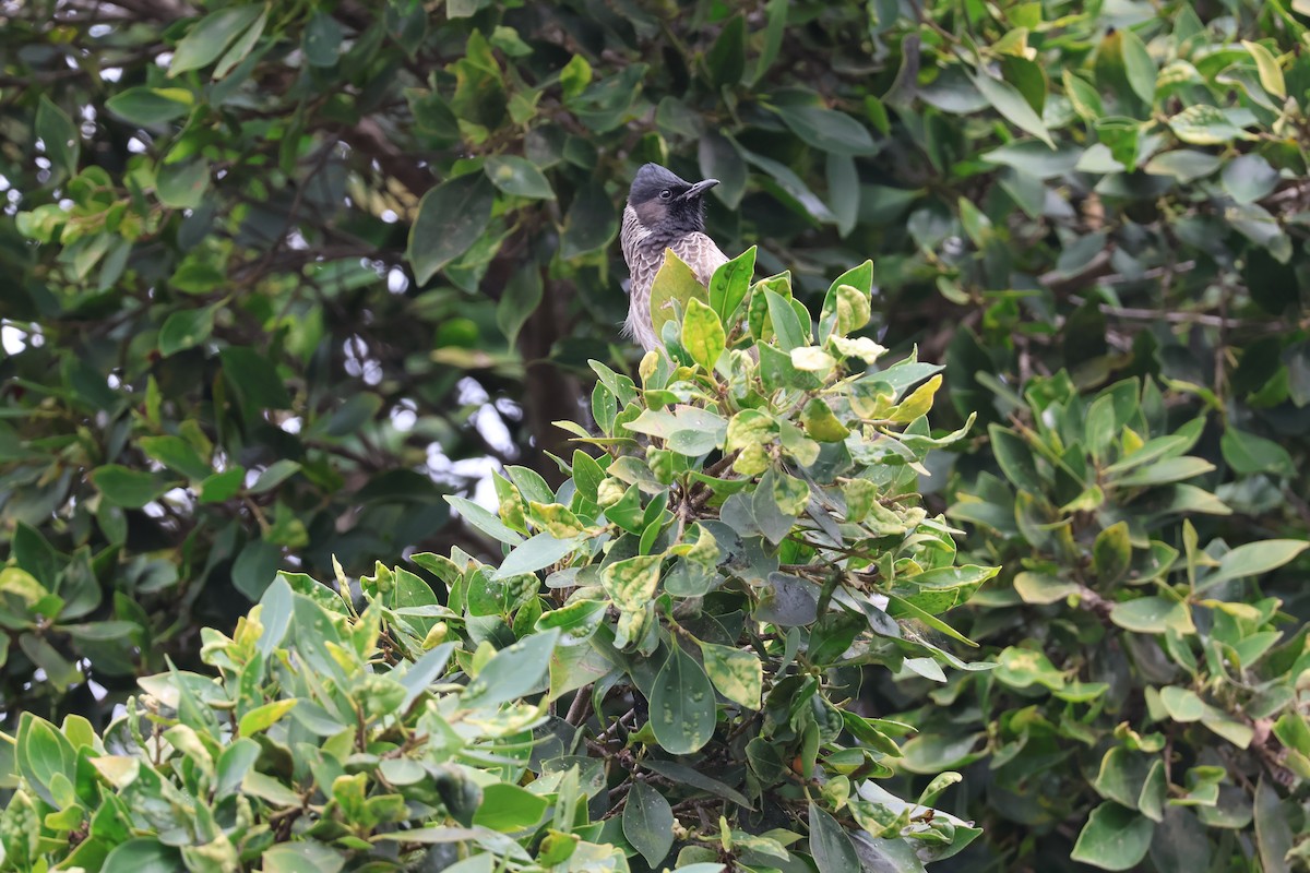Red-vented Bulbul - ML647070782