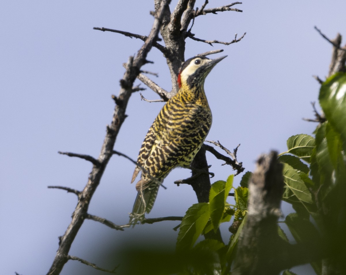 Декол плямистоволий - ML647070784