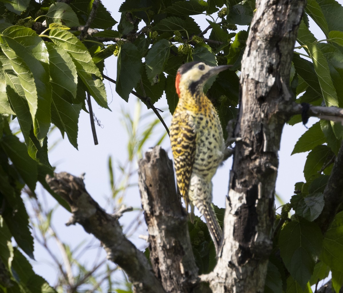 Декол плямистоволий - ML647070785