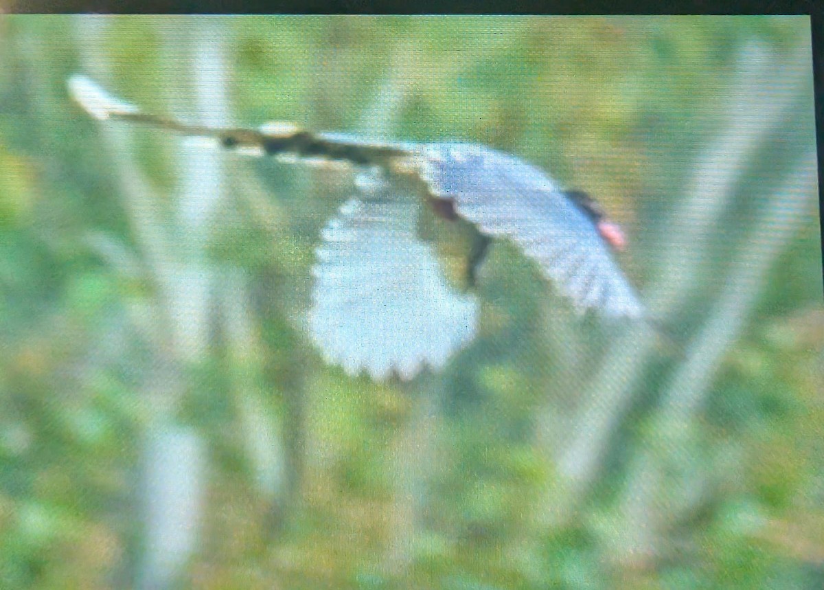 Red-billed Blue-Magpie - ML647070788