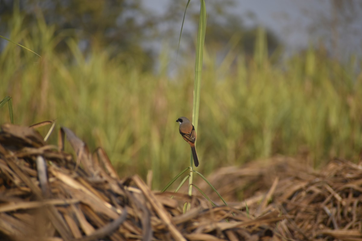 Antzandobi isats-luzea - ML647070789